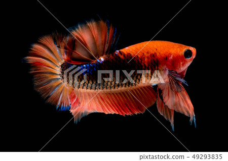 Betta fish Fight in the aquarium 49293835