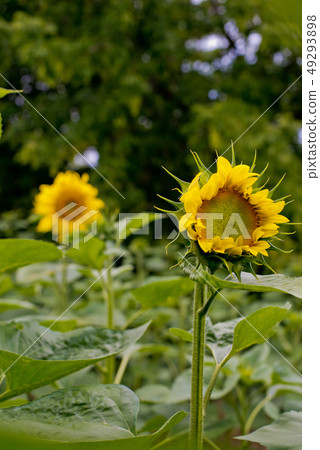 Sunflower natural background. Sunflower blooming. Sunflower natural background. Sunflower blooming. 49293898
