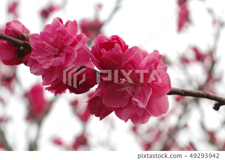 Itoshima Yurarinko Bridge櫻花 Itoshima Yurarinko Bridge櫻花 49293942