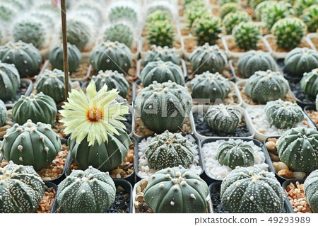 Beautiful cactus for sell Beautiful cactus for sell 49293989