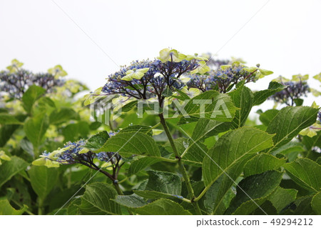 ···前額繡球花〜······osimaryokuka···· ···前額繡球花〜······osimaryokuka···· 49294212