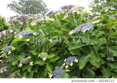 · · · Forehead hydrangea ~ · · · · · · osimaryokuka · · · · 49294215