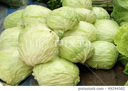 cabbage at the market cabbage at the market 49294362