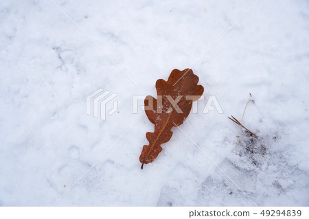Nature Snowscape Europe Forest 49294839