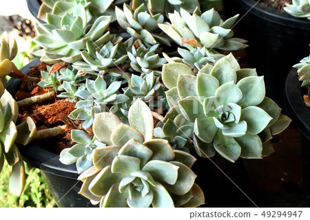 Calandiva or cactus for sell Calandiva or cactus for sell 49294947