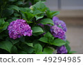 Hydrangea (hydrangea) 49294985