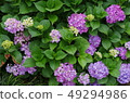 Hydrangea (hydrangea) 49294986