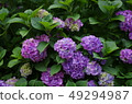 Hydrangea (hydrangea) 49294987