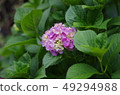 Hydrangea (hydrangea) 49294988