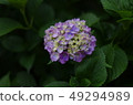 Hydrangea (hydrangea) 49294989