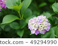 Hydrangea (hydrangea) 49294990