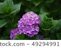 Hydrangea (hydrangea) 49294991