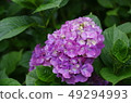 Hydrangea (hydrangea) 49294993
