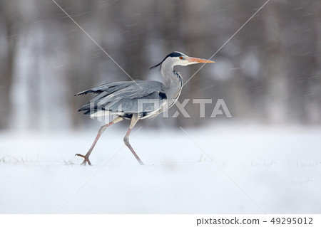 Grey Heron in white snow wind during cold winter 49295012