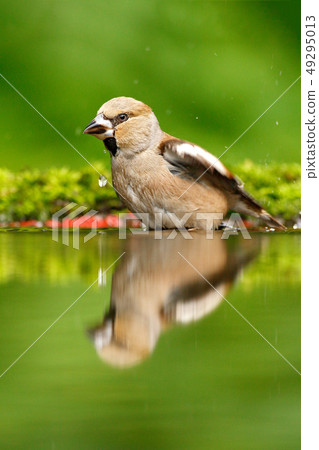 Beautiful songbird, Hawfinch, in water 49295013