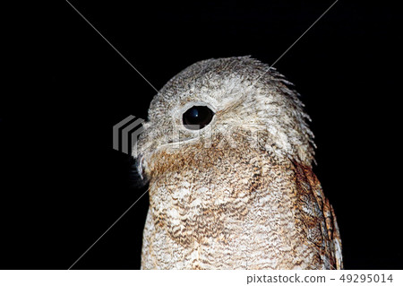 Common Potoo, Nyctibius griseus, nocturnal tropic Common Potoo, Nyctibius griseus, nocturnal tropic 49295014