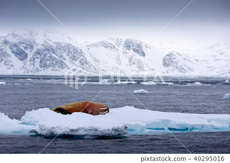 Walrus, lying on ice, stick out from blue water 49295016