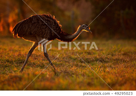 Greater Rhea, Rhea americana, big bird Greater Rhea, Rhea americana, big bird 49295023