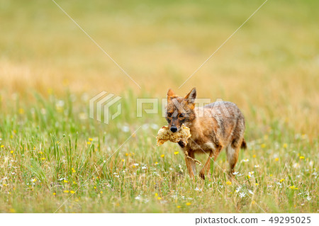 Golden jackal, Canis aureus, feeding scene 49295025