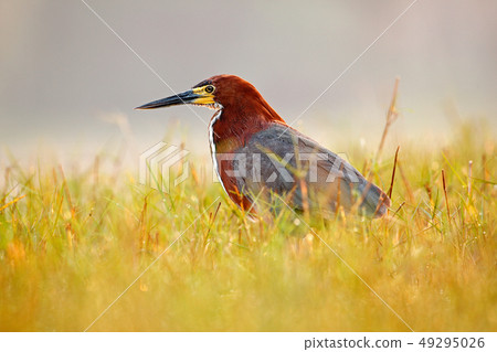 Evening sun light and Rufescent Tiger-Heron 49295026