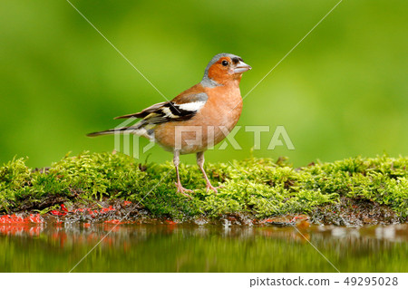 Beautiful songbird, Chaffinch, Fringilla coelebs Beautiful songbird, Chaffinch, Fringilla coelebs 49295028