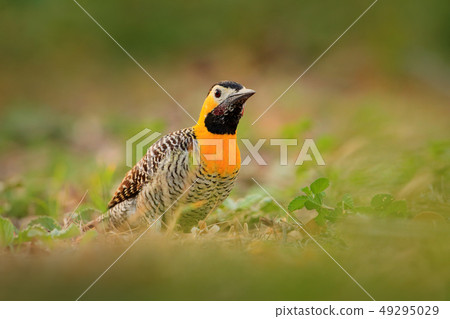 Campo Flicker, Colaptes campestris, tropical bird Campo Flicker, Colaptes campestris, tropical bird 49295029