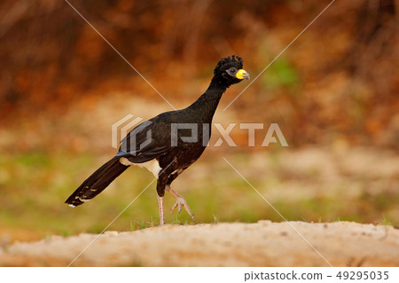 Curassow near the lake water Curassow near the lake water 49295035
