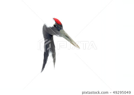 Art view on bird portrait of Red-crowned crane Art view on bird portrait of Red-crowned crane 49295049