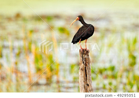 Bare-faced ibis, Phimosus infuscatus Bare-faced ibis, Phimosus infuscatus 49295051