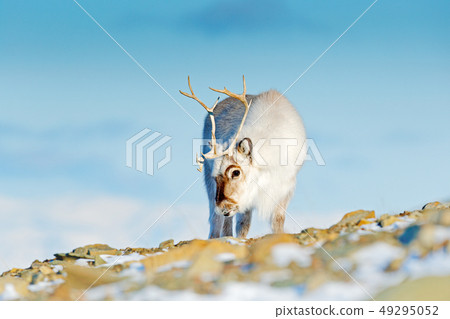 Landscape with reindeer. Winter Svalbard deer 49295052