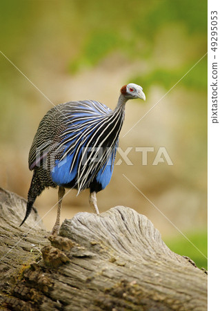 Vulturine guineafowl, Acryllium vulturinum Vulturine guineafowl, Acryllium vulturinum 49295053