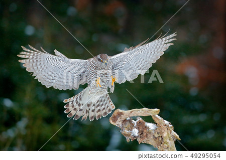 Goshawk landing open wings with evening backlight Goshawk landing open wings with evening backlight 49295054