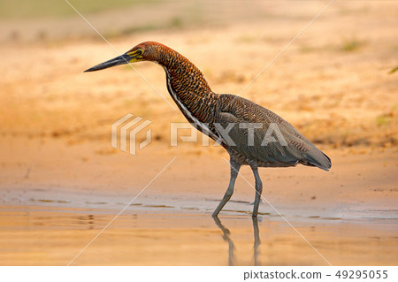 Rufescent Tiger-Heron, Tigrisoma lineatum Rufescent Tiger-Heron, Tigrisoma lineatum 49295055