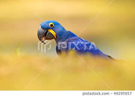 Portrait of big blue parrot Hyacinth Macaw Portrait of big blue parrot Hyacinth Macaw 49295057