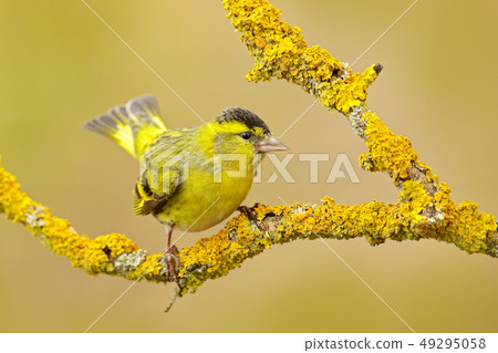 Eurasian Siskin, Carduelis spinus, on the branch Eurasian Siskin, Carduelis spinus, on the branch 49295058