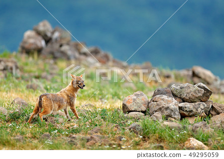 Golden jackal, Canis aureus, feeding scene 49295059