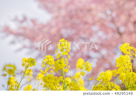 Rape flower and cherry tree Rape flower and cherry tree 49295149