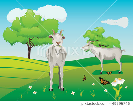 Goat and Green Lawn Goat and Green Lawn 49296746