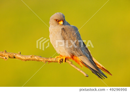 Red-footed Falcon, Falco vespertinus 49296998