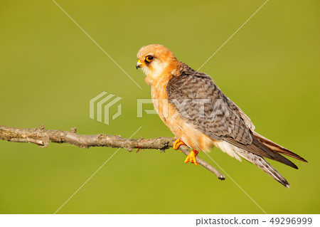 Red-footed Falcon, Falco vespertinus 49296999