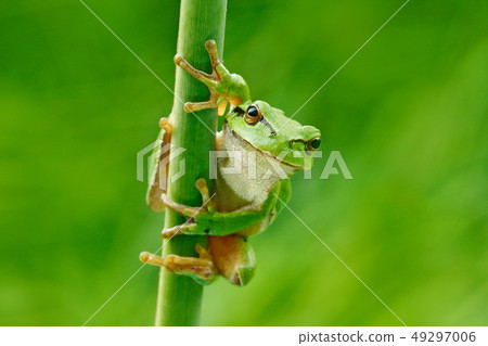 European tree frog, Hyla arborea, on grass straw 49297006