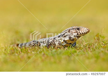 Argentine Black and White Tegu Argentine Black and White Tegu 49297007