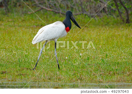 Jabiru, Jabiru mycteria, black and white bird Jabiru, Jabiru mycteria, black and white bird 49297043
