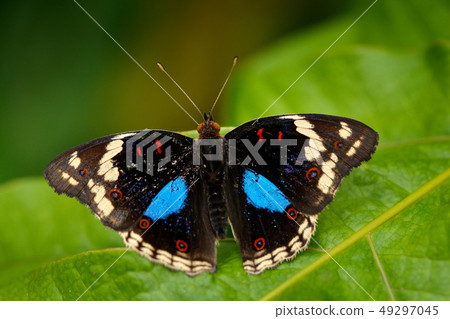 Black and blue butterfly on the green leave Black and blue butterfly on the green leave 49297045