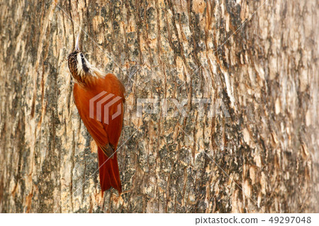 Narrow-billed woodcreeper, wild bird in the forest Narrow-billed woodcreeper, wild bird in the forest 49297048