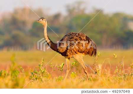 Greater Rhea, Rhea americana, big bird 49297049