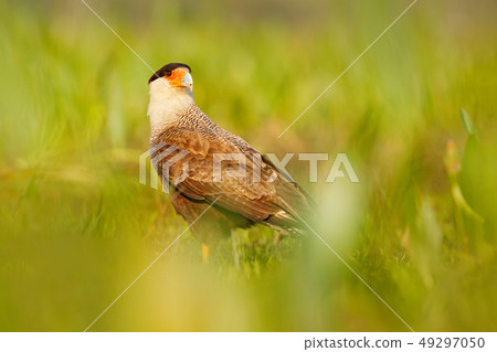Bird of prey from Brazil. Southern Caracara Bird of prey from Brazil. Southern Caracara 49297050