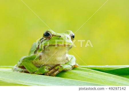 European tree frog, Hyla arborea, on grass straw European tree frog, Hyla arborea, on grass straw 49297142