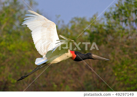 Jabiru mycteria, black and white bird in flight Jabiru mycteria, black and white bird in flight 49297149