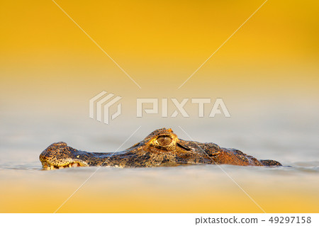 Yacare Caiman, hidden portrait of crocodile Yacare Caiman, hidden portrait of crocodile 49297158